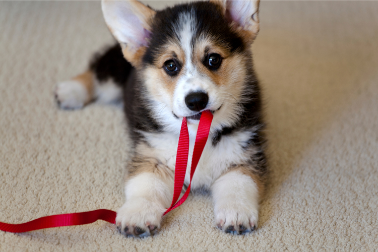 Pet Supplies
